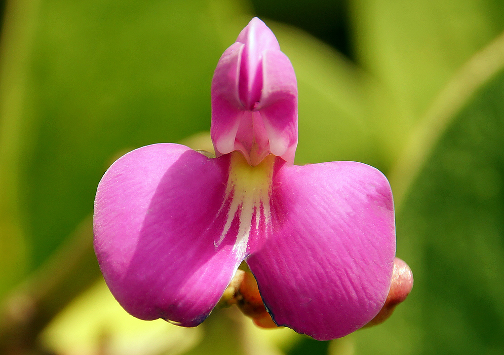 A pink Canavalia rosea flower with yellow and white markings